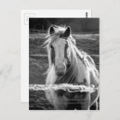 Pferd Postkarte (Vorne/Hinten)