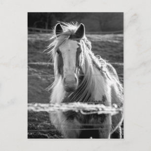 Pferd Postkarte
