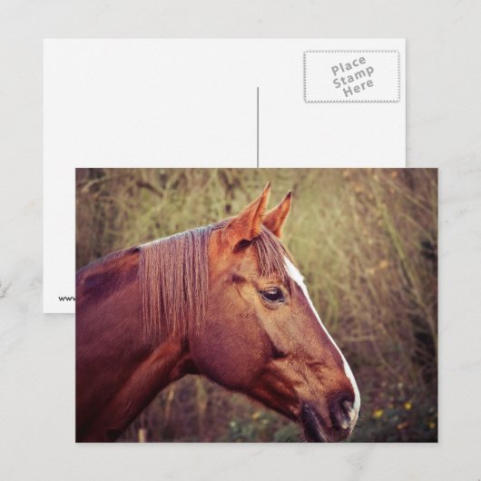 Pferd Postkarte (Vorne/Hinten)