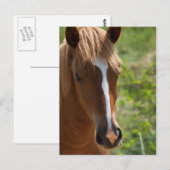 Pferd Postkarte (Vorne/Hinten)