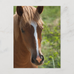 Pferd Postkarte