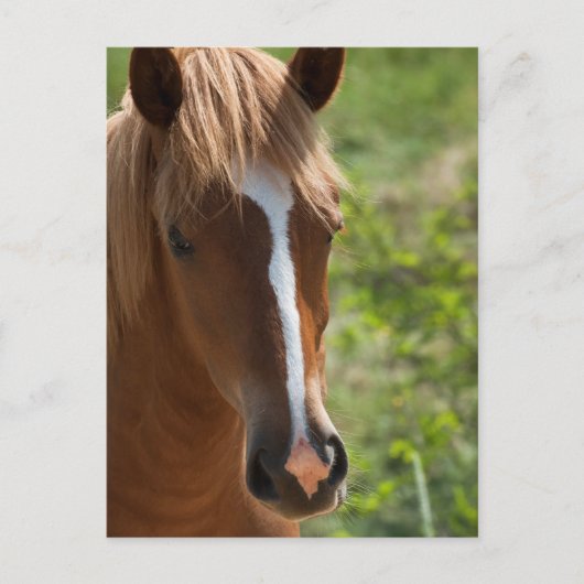 Pferd Postkarte (Vorderseite)