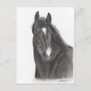 Pferd Postkarte