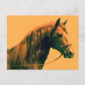 Pferd Postkarte (Vorderseite)