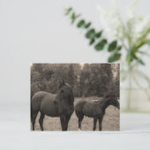 Pferd Postkarte (Stehend Vorderseite)