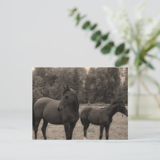 Pferd Postkarte (Stehend Vorderseite)