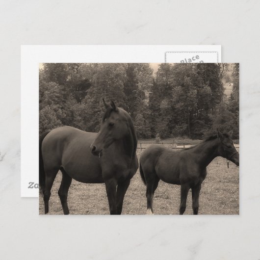 Pferd Postkarte (Vorne/Hinten)