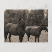 Pferd Postkarte (Vorderseite)