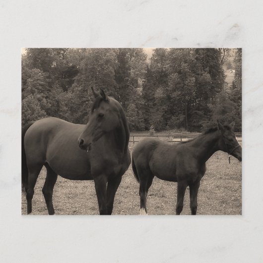 Pferd Postkarte (Vorderseite)