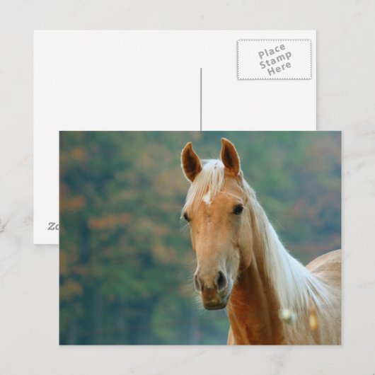 Pferd Postkarte (Vorne/Hinten)
