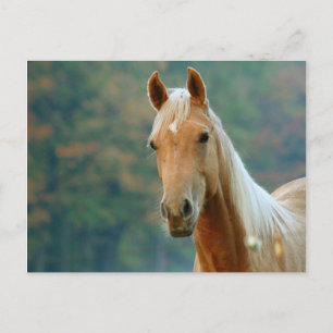 Pferd Postkarte