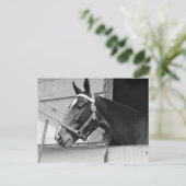 Pferd Postkarte (Stehend Vorderseite)