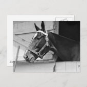 Pferd Postkarte (Vorne/Hinten)