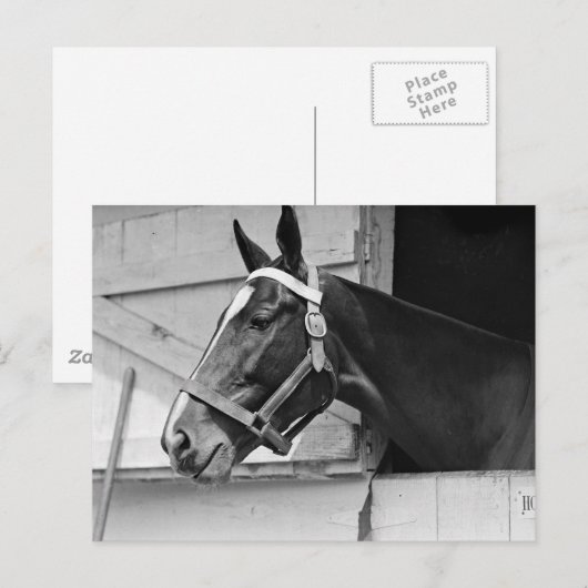 Pferd Postkarte (Vorne/Hinten)