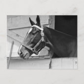 Pferd Postkarte (Vorderseite)