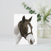 Pferd Postkarte (Stehend Vorderseite)
