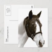 Pferd Postkarte (Vorne/Hinten)