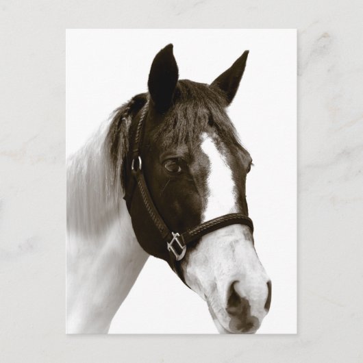 Pferd Postkarte (Vorderseite)