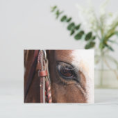 Pferd Postkarte (Stehend Vorderseite)