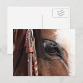 Pferd Postkarte (Vorne/Hinten)