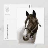 Pferd Postkarte (Vorne/Hinten)