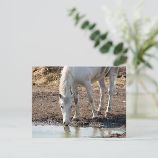 Pferd Postkarte (Stehend Vorderseite)