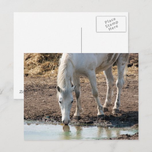 Pferd Postkarte (Vorne/Hinten)