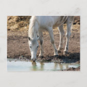 Pferd Postkarte (Vorderseite)