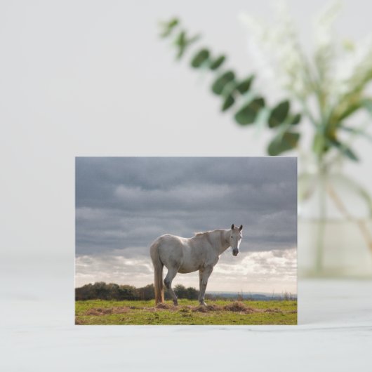 Pferd Postkarte (Stehend Vorderseite)