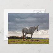 Pferd Postkarte (Vorne/Hinten)