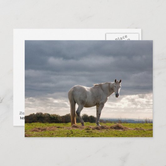 Pferd Postkarte (Vorne/Hinten)
