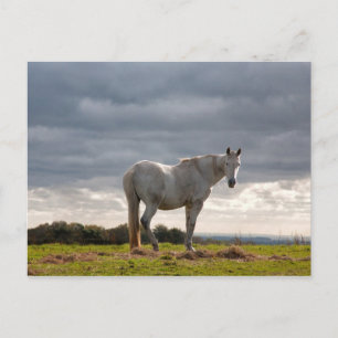 Pferd Postkarte