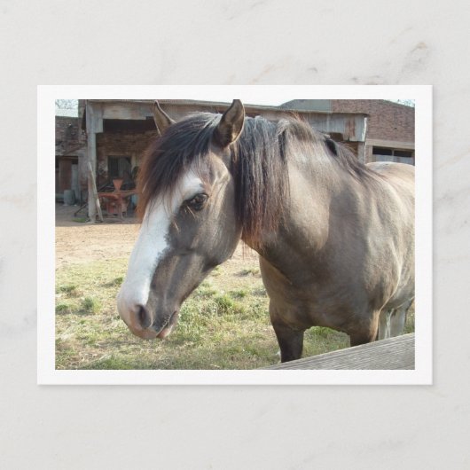 Pferd Postkarte (Vorderseite)