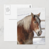 Pferd Postkarte (Vorne/Hinten)