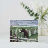 Pferd Postkarte (Stehend Vorderseite)