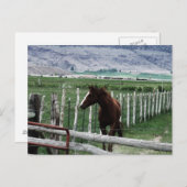 Pferd Postkarte (Vorne/Hinten)