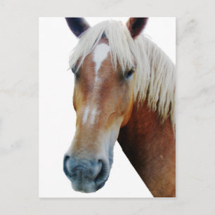 Pferd Postkarte