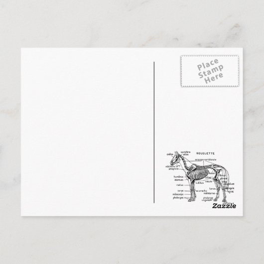 Pferd Postkarte (Rückseite)