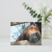 Pferd Postkarte (Stehend Vorderseite)