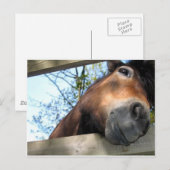 Pferd Postkarte (Vorne/Hinten)