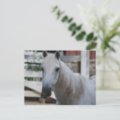 Pferd Postkarte (Stehend Vorderseite)