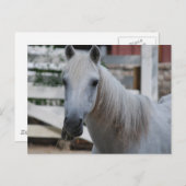 Pferd Postkarte (Vorne/Hinten)
