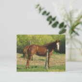 Pferd Postkarte (Stehend Vorderseite)