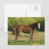 Pferd Postkarte (Vorne/Hinten)