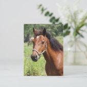 Pferd Postkarte (Stehend Vorderseite)