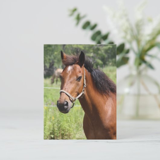 Pferd Postkarte (Stehend Vorderseite)