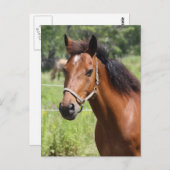 Pferd Postkarte (Vorne/Hinten)