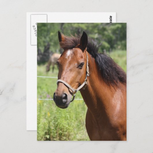 Pferd Postkarte (Vorne/Hinten)
