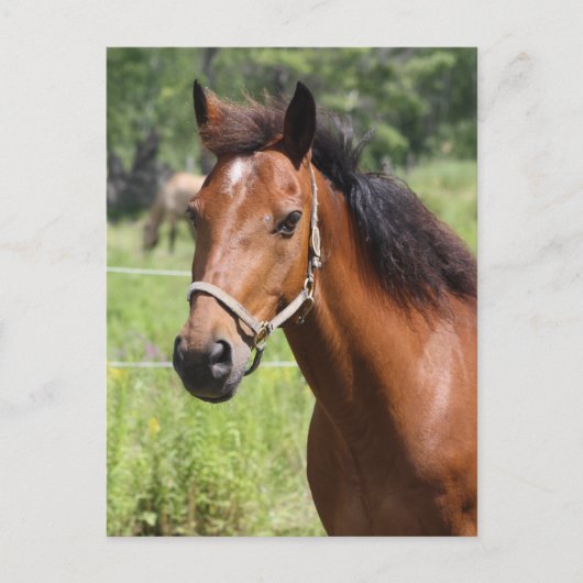 Pferd Postkarte (Vorderseite)