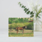 Pferd Postkarte (Stehend Vorderseite)
